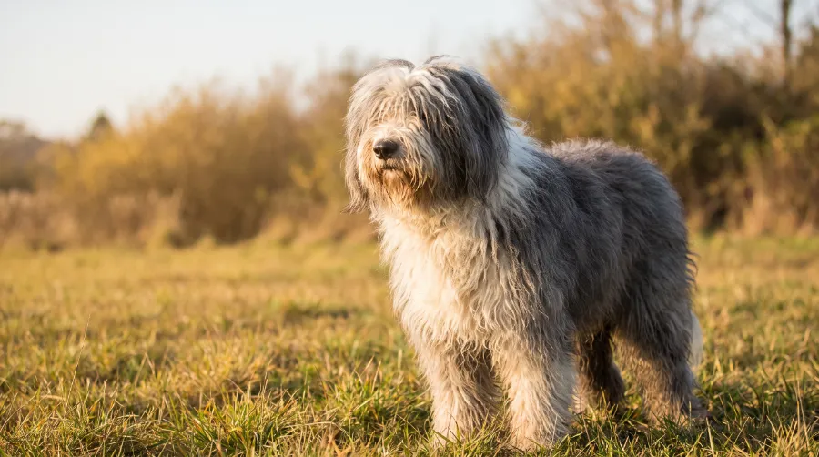 Old English Sheepdog dog