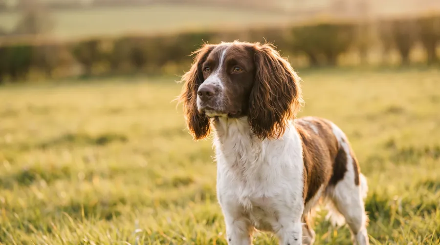English Springer Spaniel dog