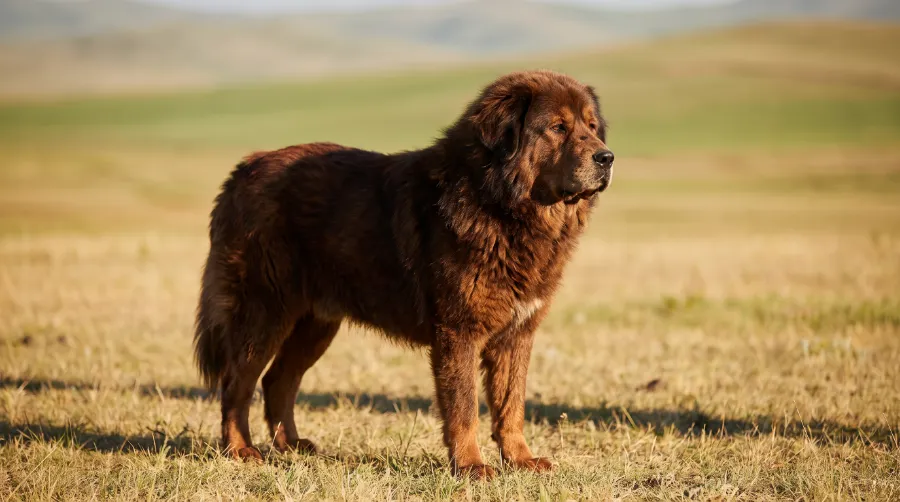 Tibetan Mastiff dog