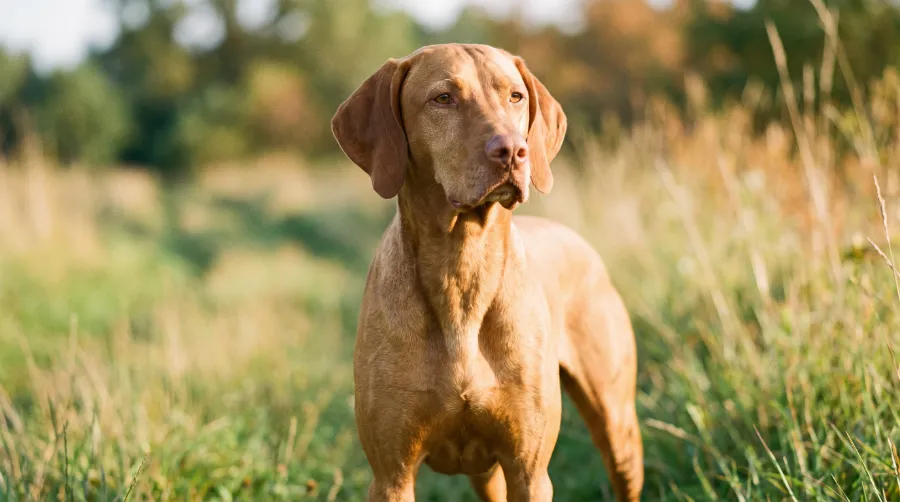Vizsla dog