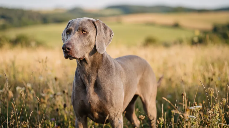 Weimaraner dog