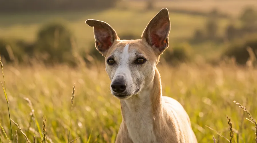 Whippet dog