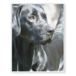 Alert Black Labrador Retriever Dog Temporary Tattoos