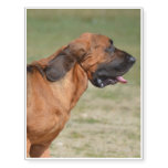 Bloodhound Temporary Tattoos