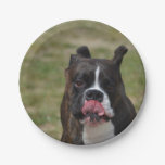 Boxer Dog Licking His Chops Paper Plates