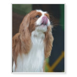 Cavalier King Charles Spaniel Temporary Tattoos