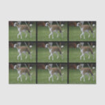 Cute Greyhound Tissue Paper