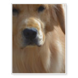 Gorgeous Golden Retriever Temporary Tattoos