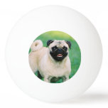 Poised Pug Ping-Pong Ball