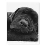 retriever-9 temporary tattoos