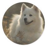 Samoyed Dog Breed Stickers