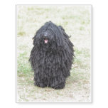 Shaggy Puli Dog Temporary Tattoos