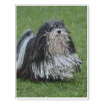 Sweet Puli Dog Temporary Tattoos