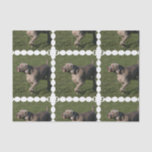 weimaraner-6 tissue paper