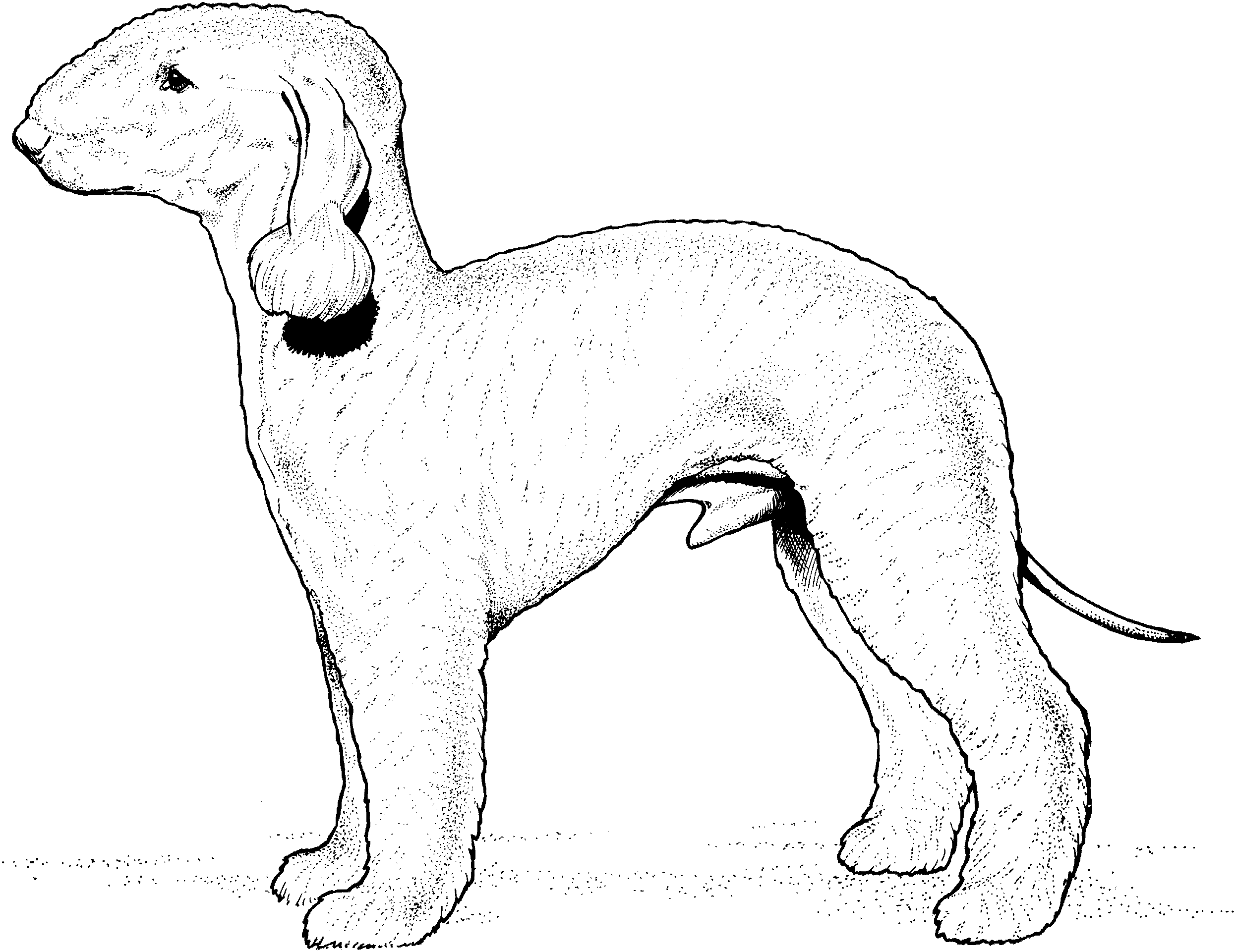Small Dog Breeds Coloring Pages 10