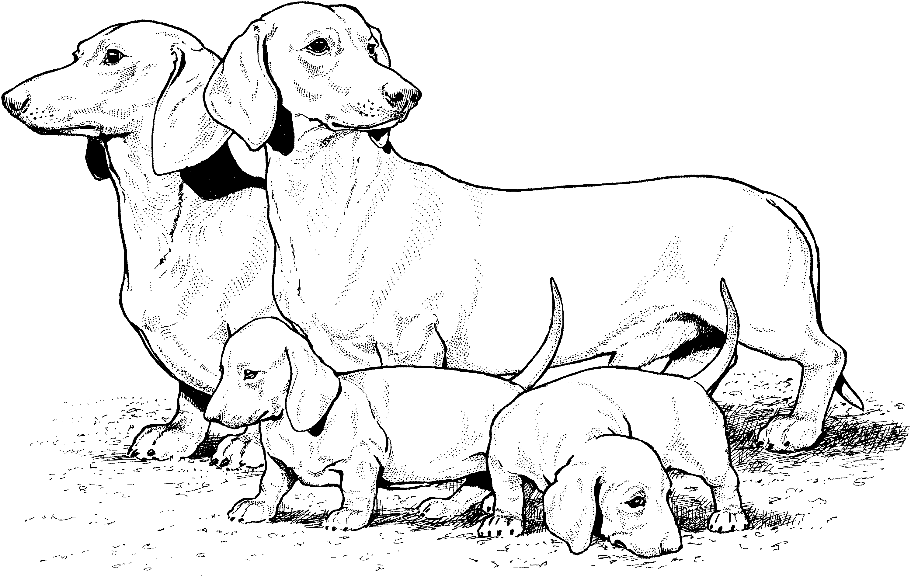 Hound Dog Coloring Sheet Coloring Pages